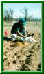 b_planting.jpg - 2711 Bytes